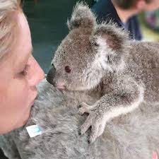 Australian Animal Support On Instagram Boop Nose Boops For You From Louey The Koala Joey This Friday It S Been A Cute Funny Animals Koalas Cute Animals