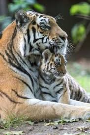 Kumpulan gambar tentang harimau imut, klik untuk melihat koleksi gambar lain di kibrispdr.org. 26 Ide Anak Harimau Anak Harimau Binatang Hewan