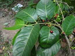 Image result for Syzygium owariense