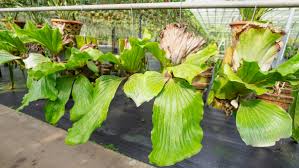 Image result for Platycerium elephantotis