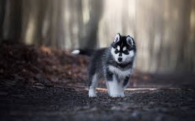 Maybe you would like to learn more about one of these? Download Wallpapers Husky Puppies Little Cute Husky Gray Puppy Siberian Socks Forest Cute Animals Puppy With Blue Eyes For Desktop With Resolution 1920x1200 High Quality Hd Pictures Wallpapers