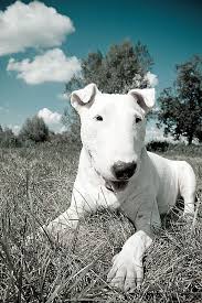 Dj Bull Terrier Bull Terrier Dog English Bull Terriers