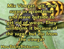 Image result for solis eating a wasp