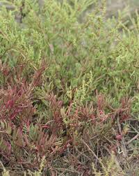 Image result for Suaeda sp. B