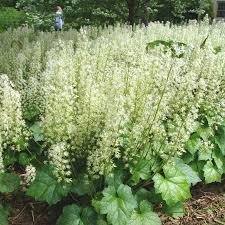 Image result for Nidorella ivifolia