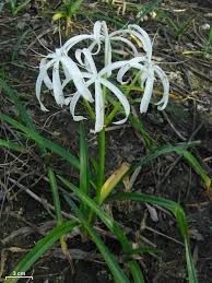 Image result for Crinum rautanenianum