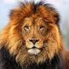 Great compilation of nice cover, photos and pictures with lion high resolution, more then 15 cover we've collected in this post. 3