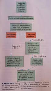 pathophysiology of asthma primary processes what is