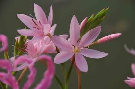 Image result for Hesperantha