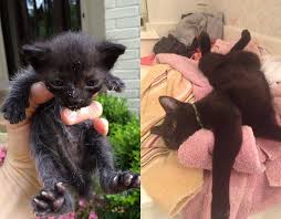 29 Before And After Photos Show What Love Does To Cats Cute Cat Memes Kitten Care Cats
