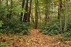 A Walk Through The Woods Wood Back Of My Hand Life Is Good