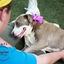 Pin On Adopt Dogs Urgent Or Foster