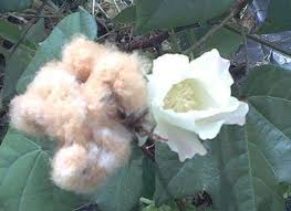 Image result for Gossypium