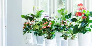 La pianta, a portamento cespuglioso, presenta una chioma molto ricca formata da folti rami i petali dei fiori fusi solo alla base hanno diverse tonalità di colore che vanno dal bianco al rosa da rosso scarlatto al porpora. Come Curare L Anthurium Cose Di Casa