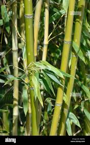 Image result for Bambusa