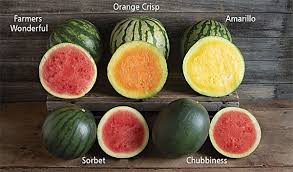 Check spelling or type a new query. Watermelon Varieties Wow Look At The Choices Watermelon Times