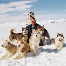 Sergianter Adli Kullanicinin Huskies Panosundaki Pin Hayvanlar Kopek Film