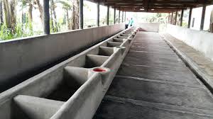 Maybe you would like to learn more about one of these? Kandang 1 Desain Kandang Sapi Limosin