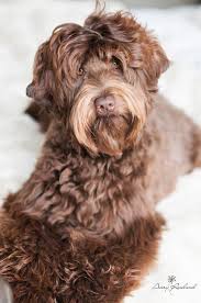 They are health tested and certified with the australian labradoodles clubs Our Girls Hunterberry Hill Labradoodles