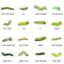 identification guide for 16 common green caterpillars