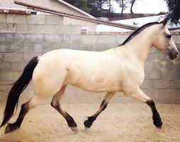 Below is a photo of a buttermilk horse. Erikaartman She Has A Beautiful Buttermilk Buckskin Buckskin Horse Horses Beautiful Horses