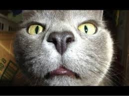 Live pictures in my book | short stories for kids. Funny Cat Videos For Kids