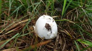 Weisser Knollenblatterpilz Amanita Phalloides Pilzfinder De