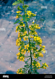 Image result for Senna spectabilis