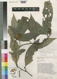 Image result for Isoglossa pawekiae