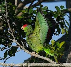 If you smoke please do not adopt a amazon parrot as the negative effects of second hand smoke are amplified for birds because with every breath they renew 100% of the air from their lungs. Red Crowned Parrot Birdfinding Info