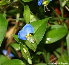 Image result for Commelina