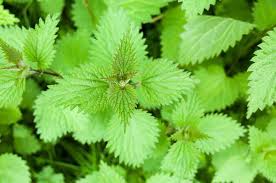 Dock leaves come from the genus rumex and there are several species. Three Home Remedies For Nettle Stings Cushelle