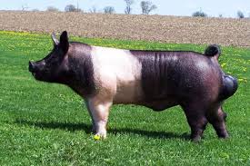 Vand purcei, rasa de peris , detalii la telefon 0763852997. Top 5 Rase De Porci Cu Cel Mai Bun Randament La ProducÈia De Carne