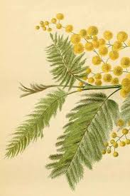 Image result for Acacia dealbata