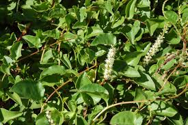 Untuk pemakaian luar caranya : 7 Manfaat Daun Binahong Sebagai Daun Ajaib Yang Terbukti Ampuh Untuk Kesehatan