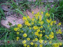 As you choose the best flowers for honey bees to include be sure to take native flora into account. This Mustard Is A Missouri Native Home Sweet Bees