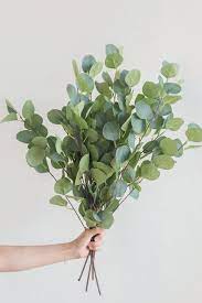 Silver Dollar Eucalyptus