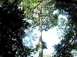 Image result for Congolanthus longidens