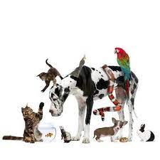 Maybe you would like to learn more about one of these? Global Pet Keswick Globalpetkes Twitter