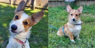 The german shepherd was originally bred to protect his. Columbus Humane Has A Bunch Of Corgis Up For Adoption And The Cuteness Is Unreal