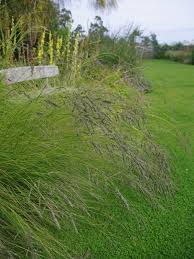 Image result for Eragrostis curvula