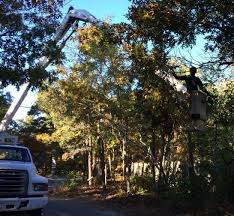 East coast tree service also provides emergency tree removal and storm damage tree services. Coastal Tree Service Home Facebook