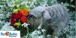 Keep flower arrangements that include these plants where your pets can't get at them: Poisonous Plants To Dogs Avoid Toxic Flowers In The Garden