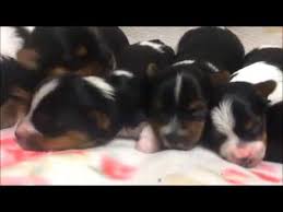 They were born last year and all have grown up to be happy and healthy. 1 Week Old Parti Yorkie Puppies Youtube