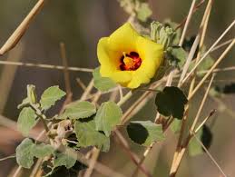 Image result for Hibiscus panduriformis