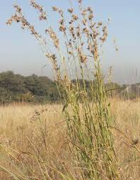 Image result for Diheteropogon amplectens