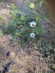 Image result for Hibiscus tridactylites