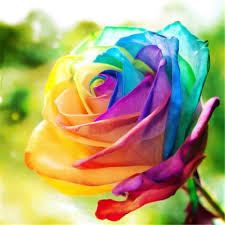 Maybe you would like to learn more about one of these? Elif Rainbow Color Rose Plant Seed 200 Per Packet Buy At The Price Of 4 03 In Flipkart Com Imall Com
