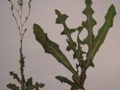 Image result for Lactuca glandulifera