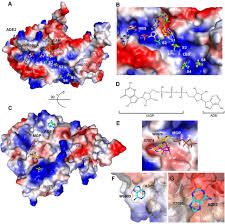 Oyo 410 brickfields park hotel. Structure Of Sars Cov 2 2 O Methyltransferase Heterodimer With Rna Cap Analog And Sulfates Bound Reveals New Strategies For Structure Based Inhibitor Design Biorxiv